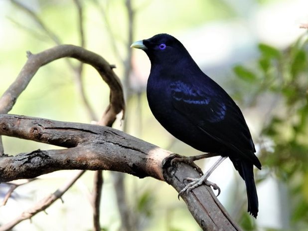 Bird walk - Hawkesbury Bushcare