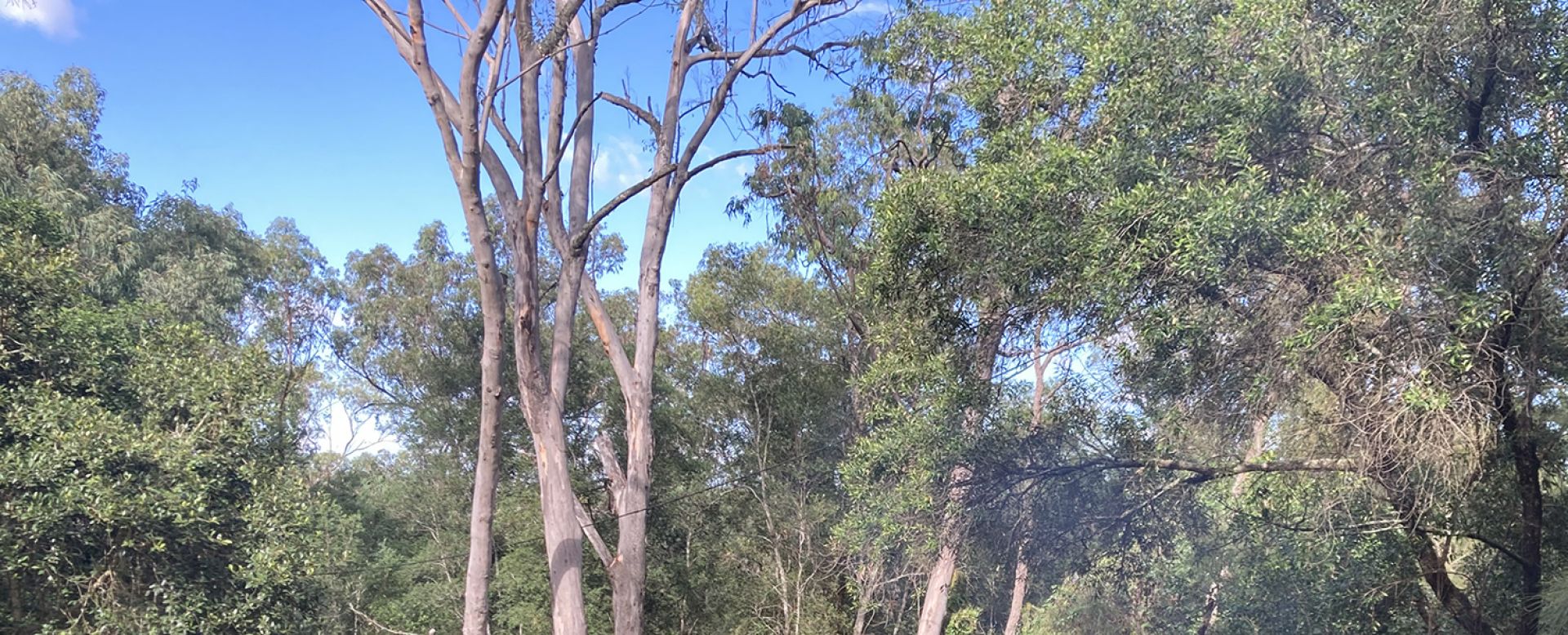 trees at camp