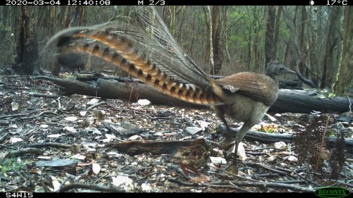 Image of a lyrebird on surveillance camera