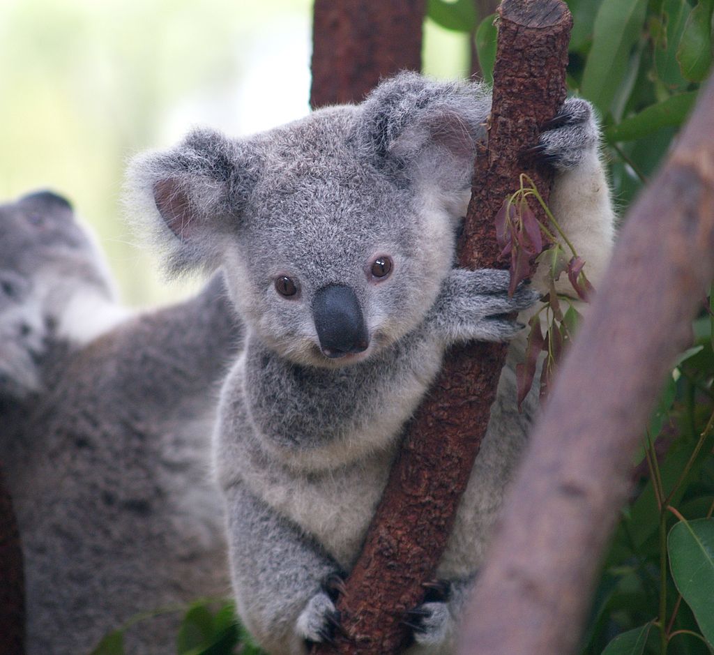 Baby koala