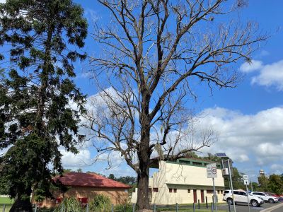 Essential tree removal at McQuade Park