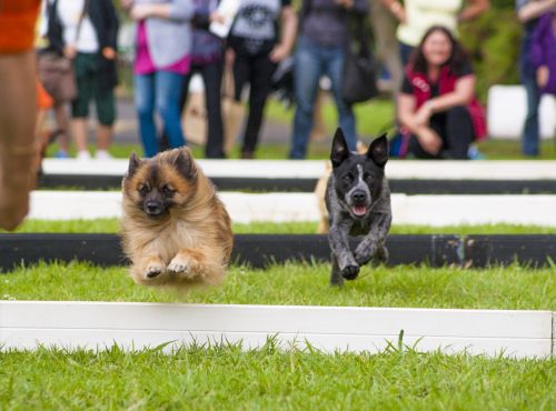 Image of two dogs racing