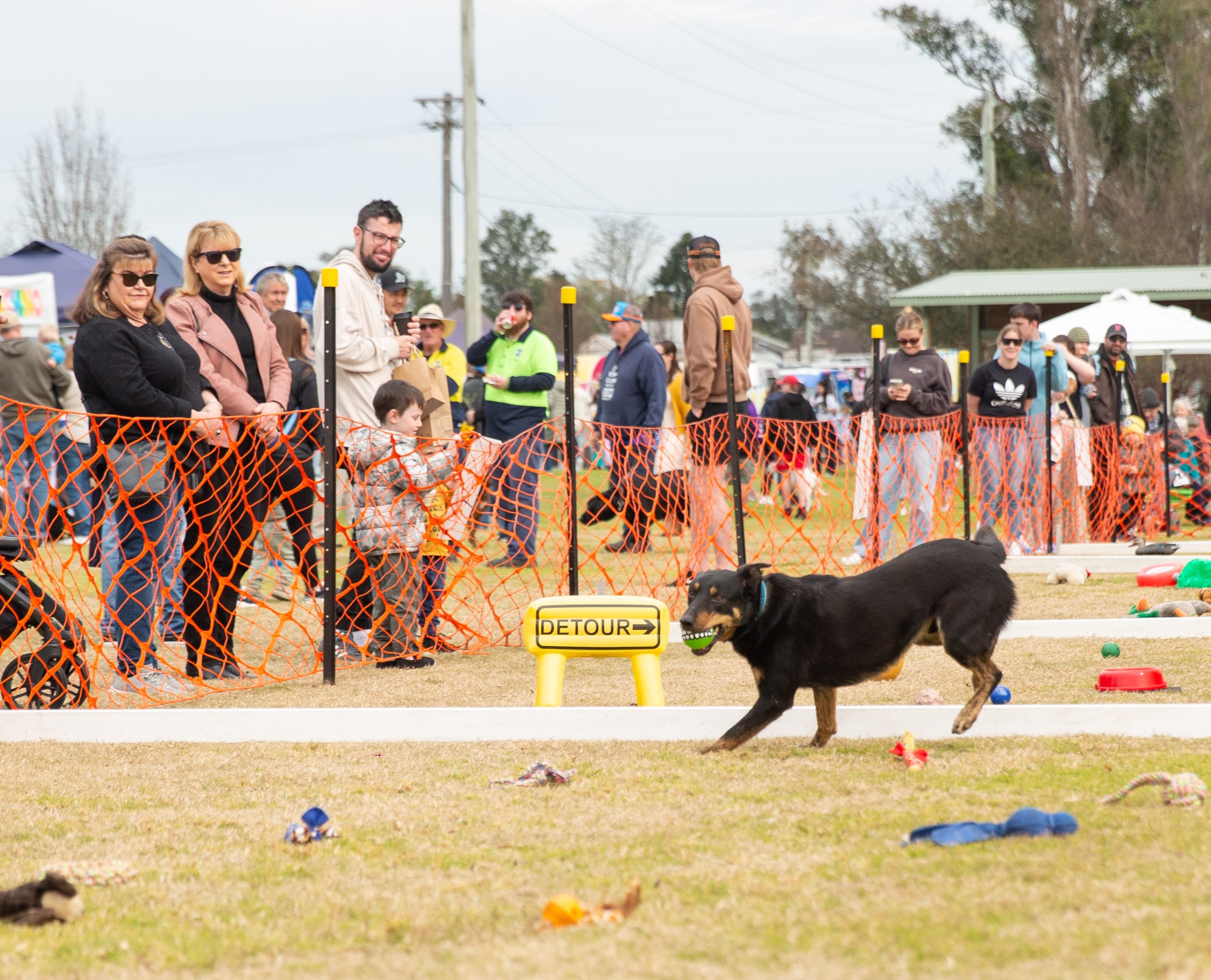 Sheepdog in agility competition.